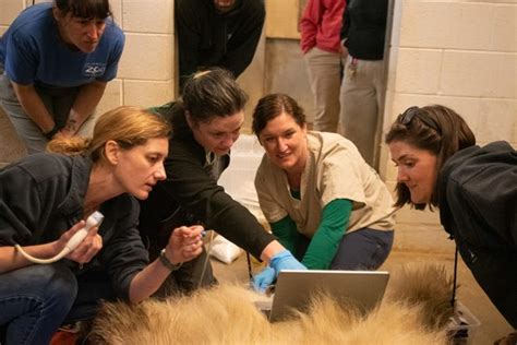 上海有哪些動物園？動物園裡的動物是否都來源於人工繁殖？